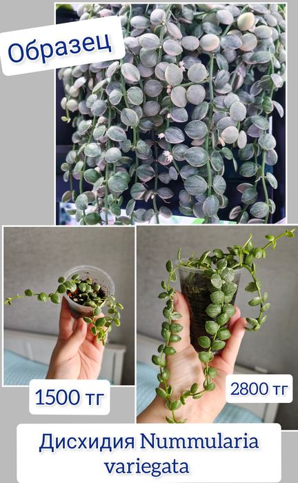 Хойи разные сорта комнатные цветы