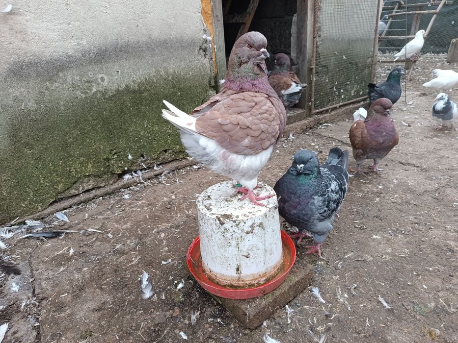 Porumbei rasa king