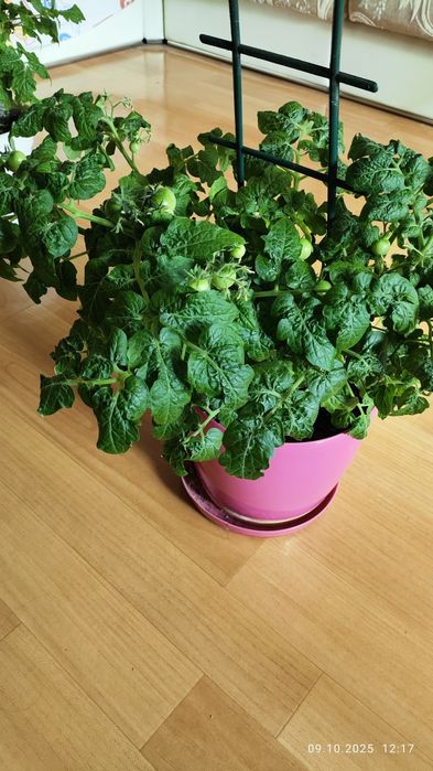 Продам комнатные цветы