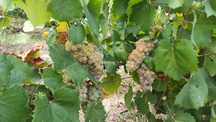 Vând struguri de vin și masă