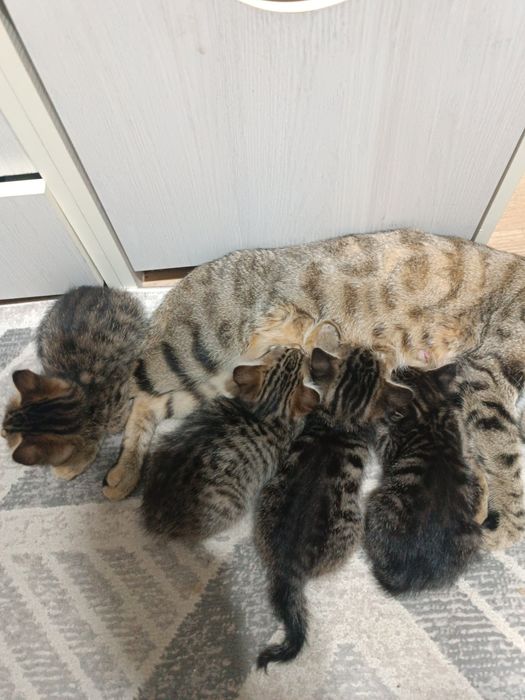 Отдам котят в хорошие  руки