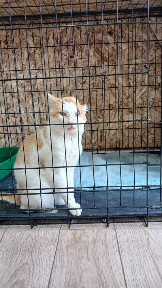 Котик ищет добрых хозяев.