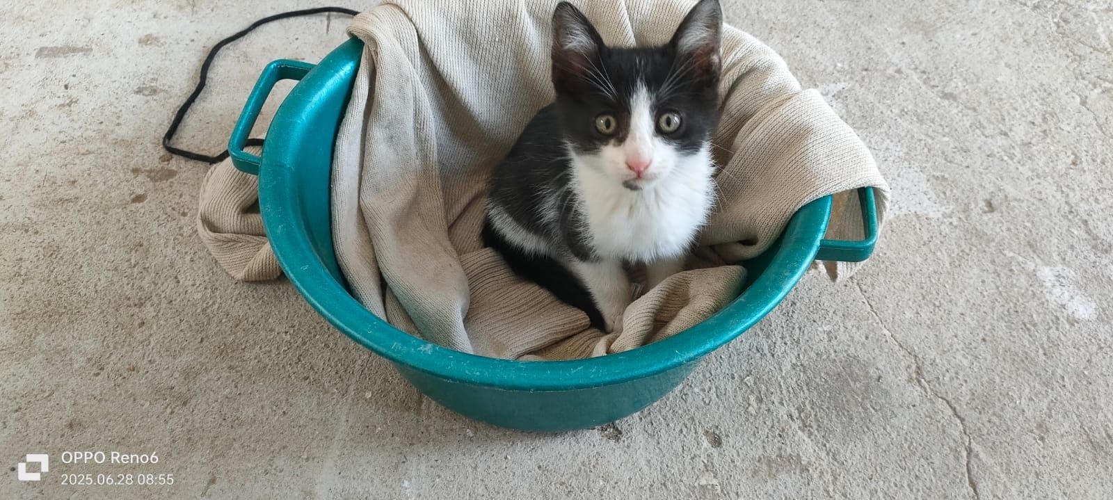 Котята 4 месяцев