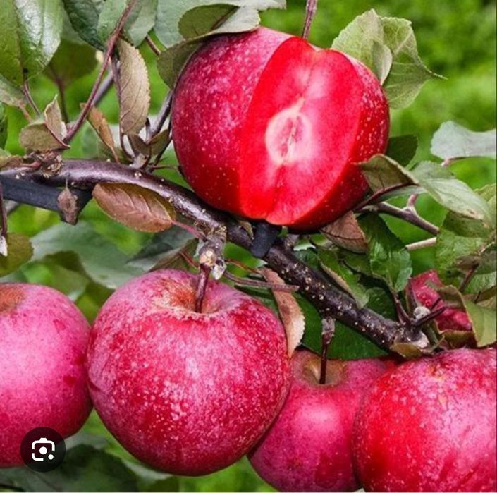 Продам плодовые деревья