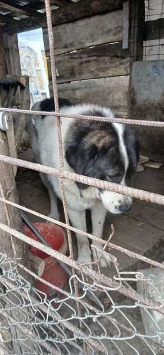 Ciobanesc românesc de Bucovina