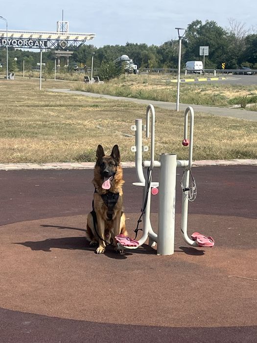 Немецкая Овчарка на Вязку