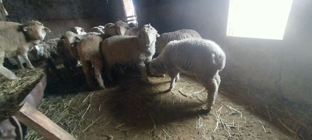 Срочно продам баранов
