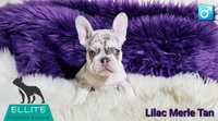 Bulldog Francez - Ellite Kennel - Lilac Merle Tan - Top Calitate