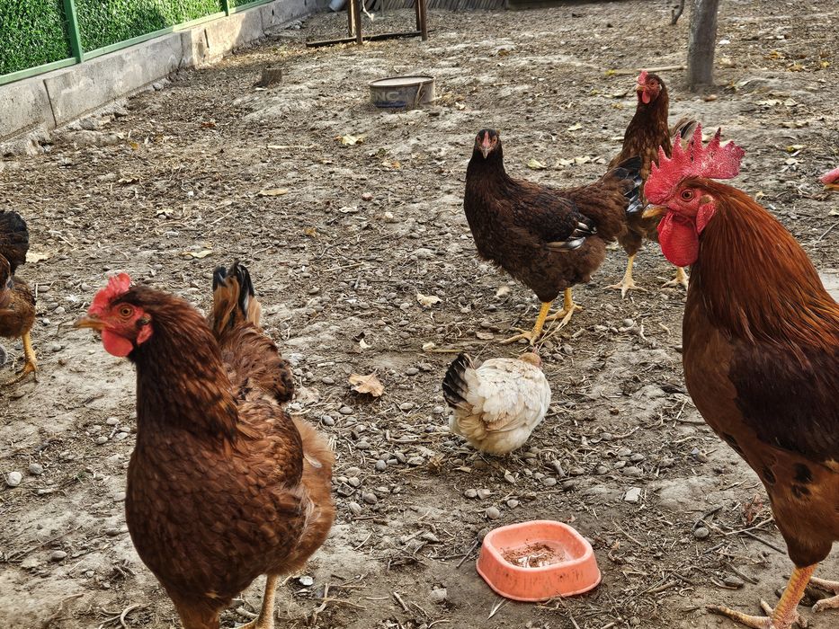 Хан хаяп тову ва хурози