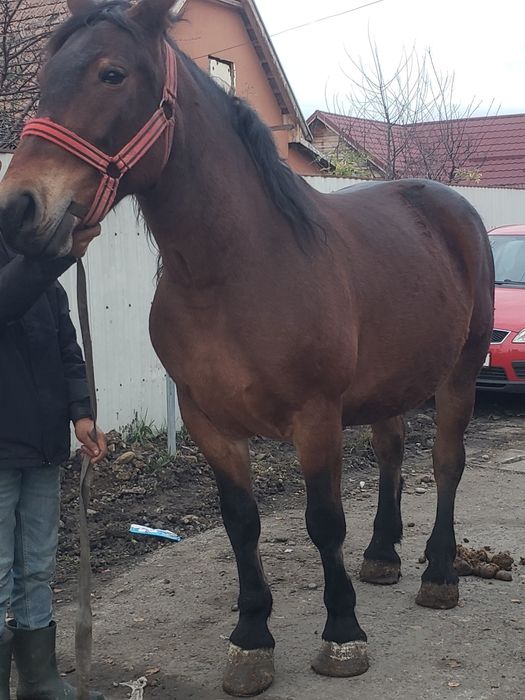 Vand sau schimb iapa