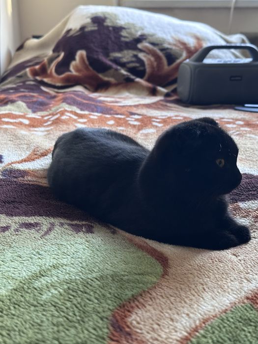 Котята породистые