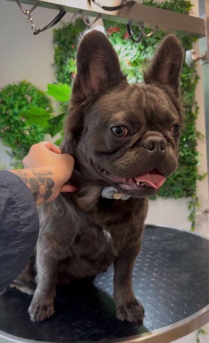 Bulldog francez fluffy  mascul