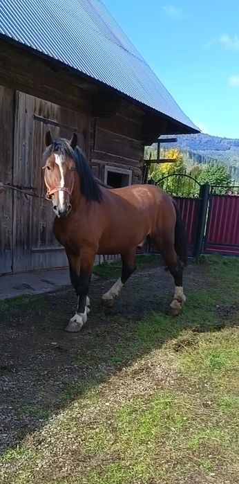 Cal de 3ani de vânzare