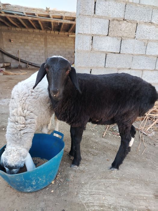 Barrala sotiladi sifatli