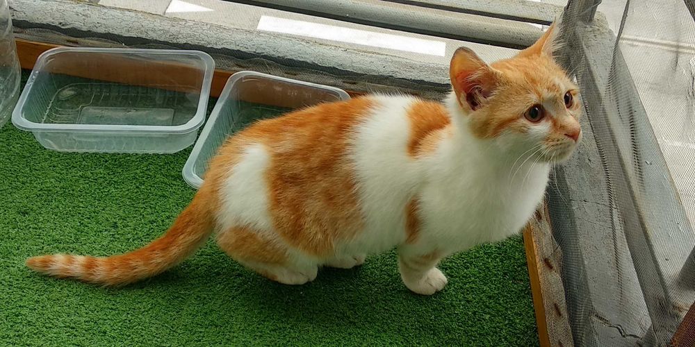 Подарявам котенце - момченце