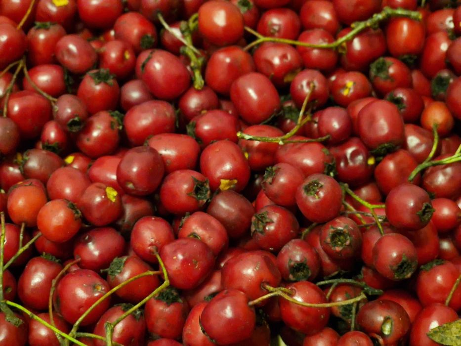 Gherghine (fructe paducel) salbatice, de padure