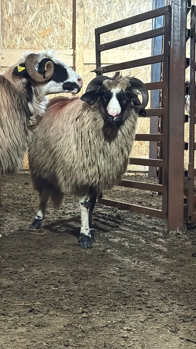 Vând un berbecuț breaz  bun