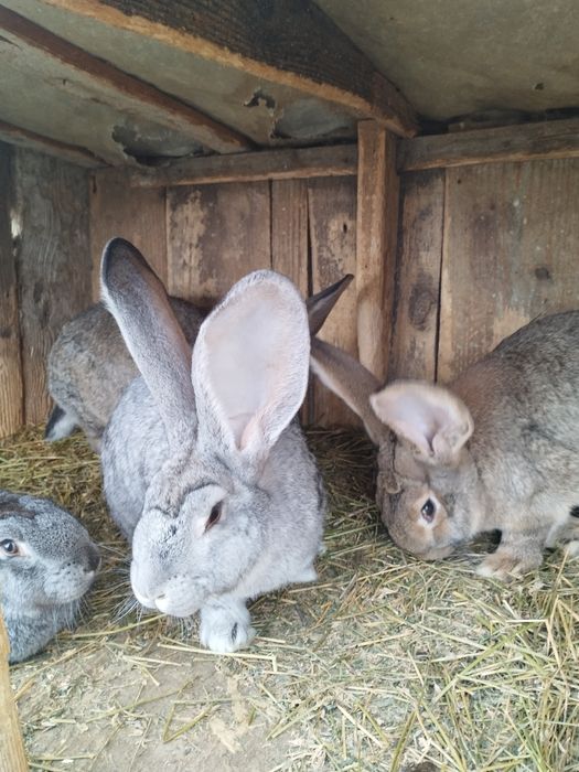 Vând iepuri de rasă Uriaș German