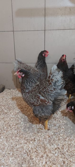 Disponibile gaini wyandotte auriu albastru