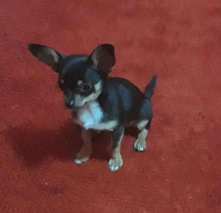 Пинчер чихуахуа.