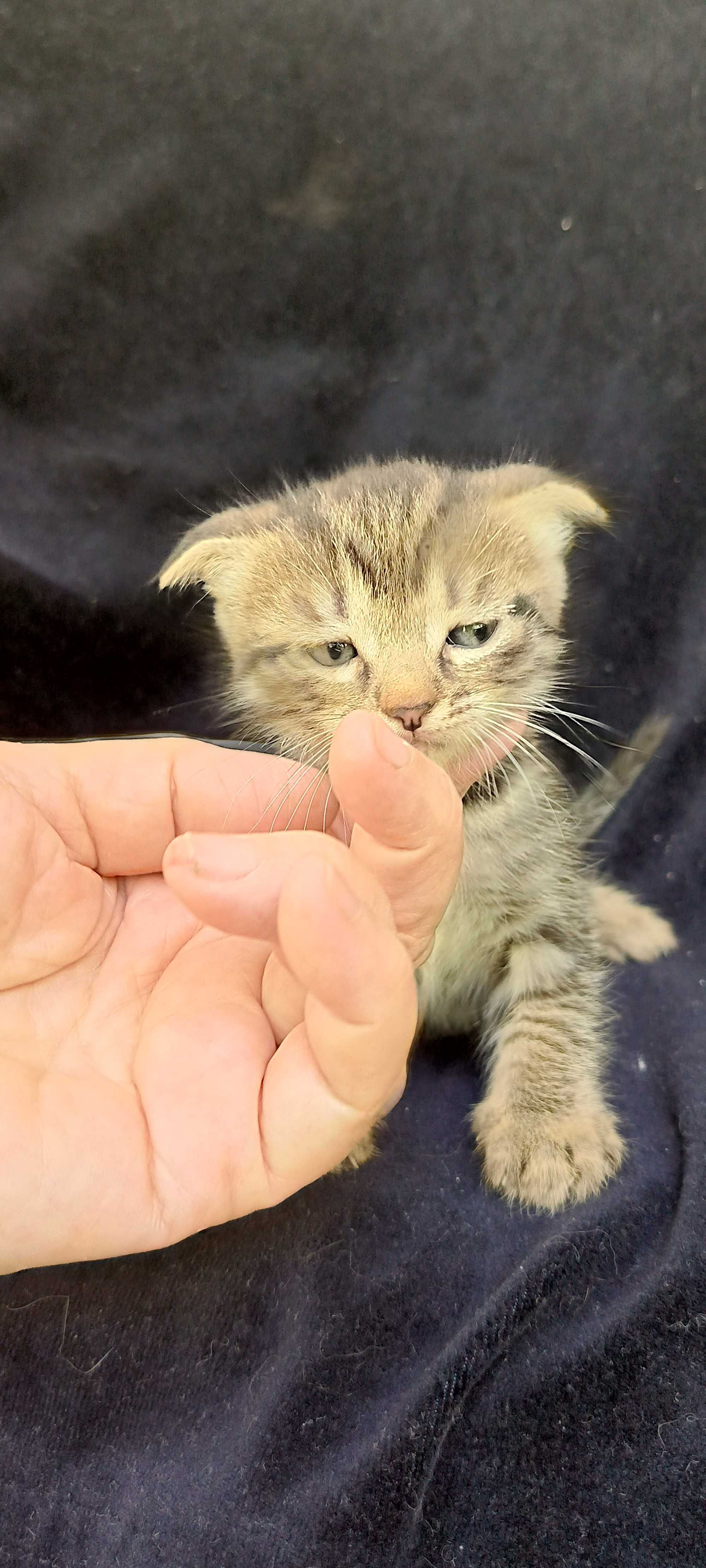 Котята вислоухие один белый и один серый есть и страйт два белых !