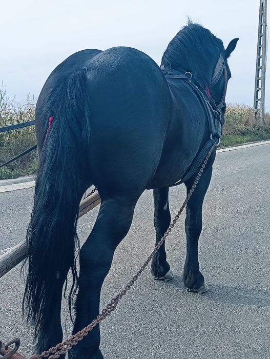 De vânzare armăsar de 4 ani