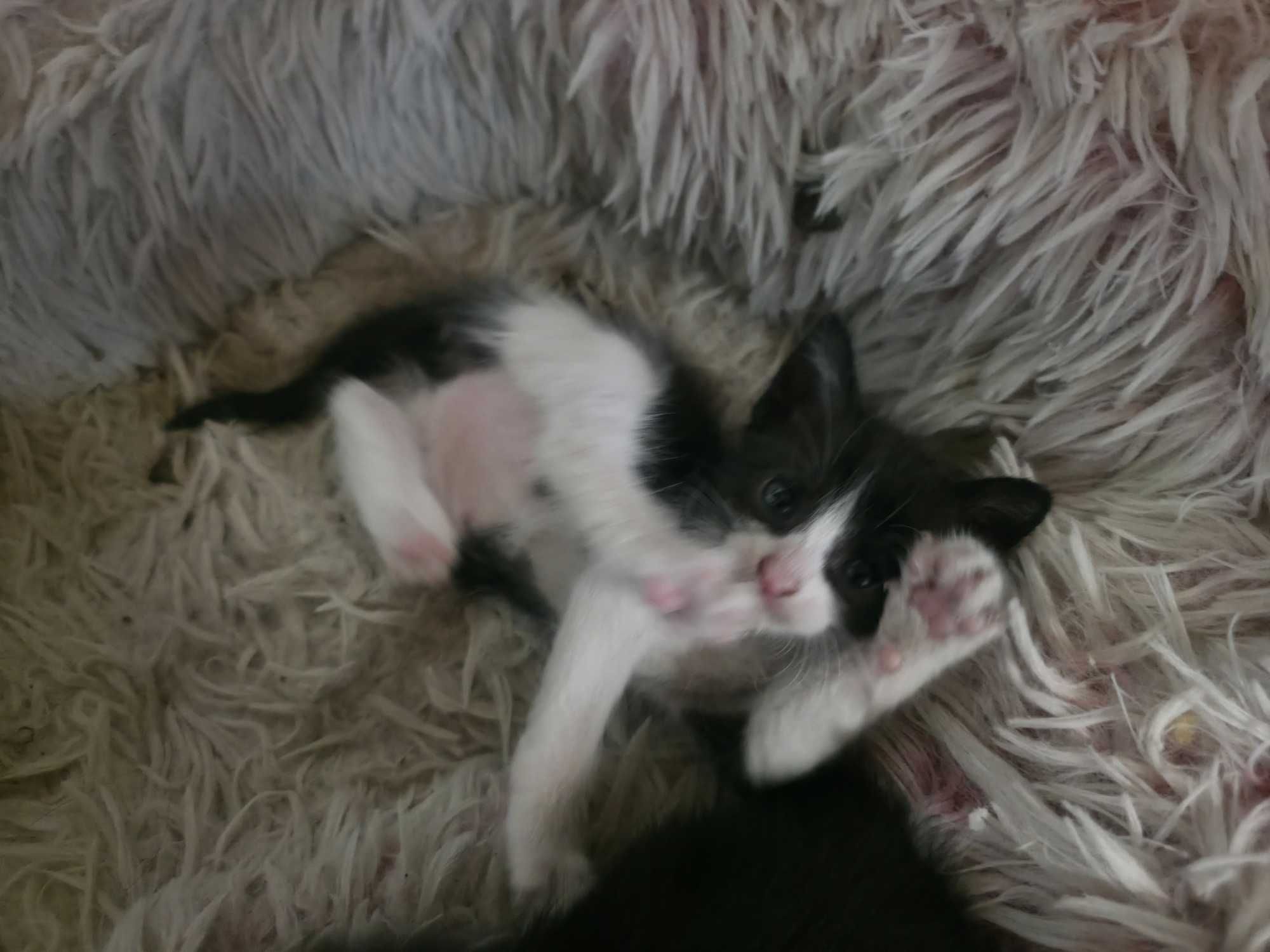 Сладки котенца търсят своя дом