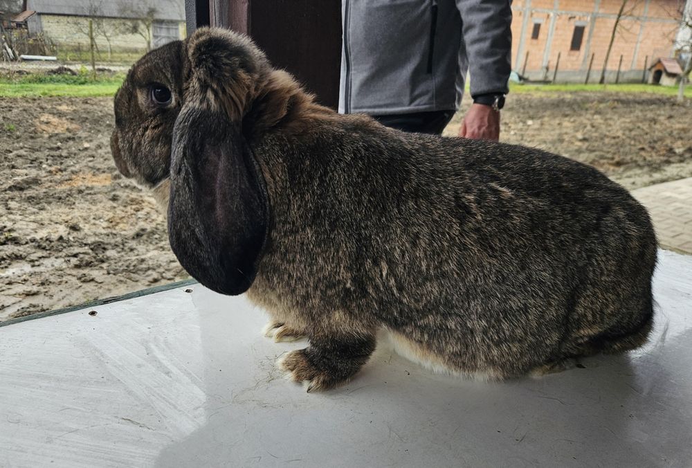 Iepure Berbec German