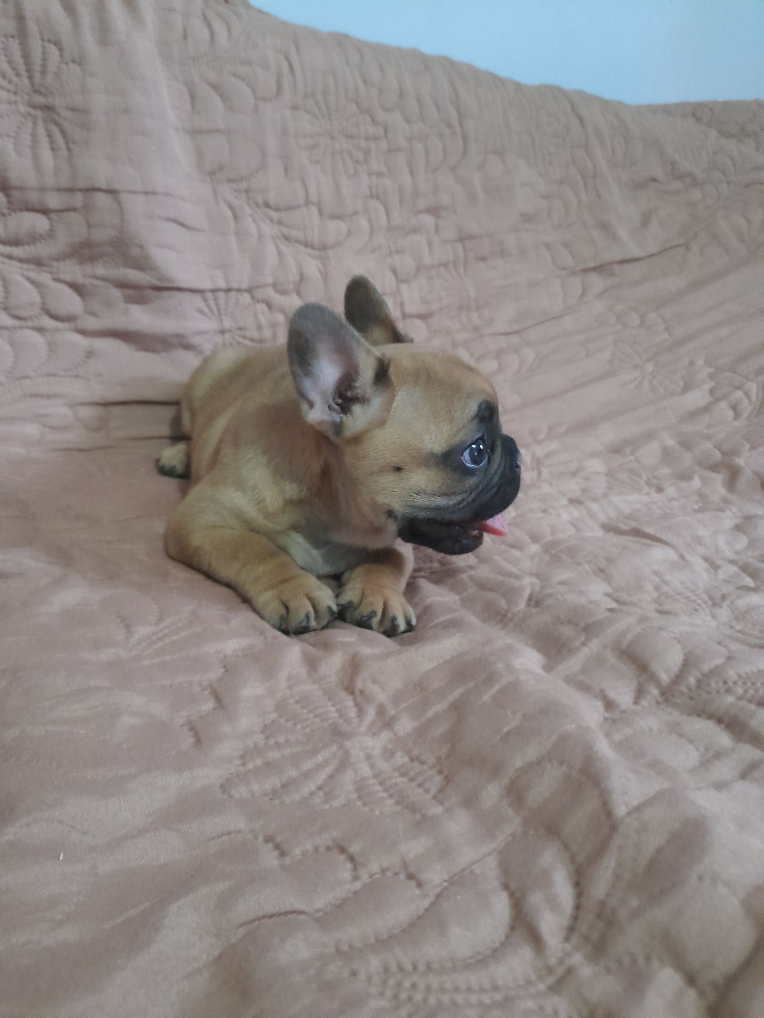 Bulldog francez talie mica
