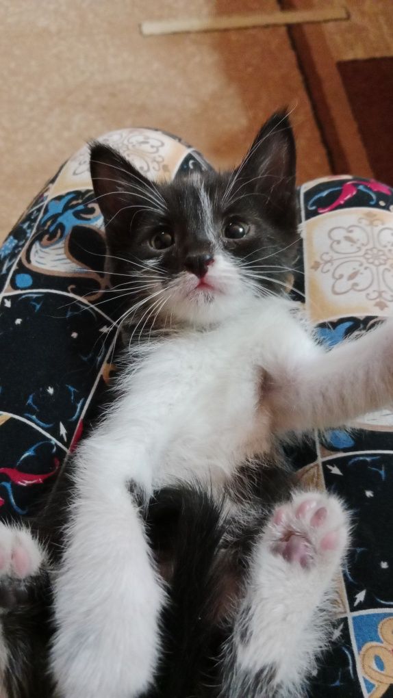 Котёнок мальчик домашний