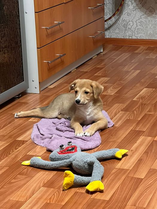 отдам щенка в добрые руки