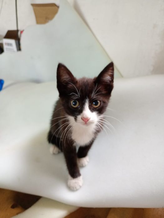 Отдам котят и кошку