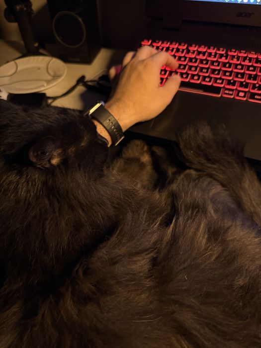 Qora mushuk, Mujik, sokin