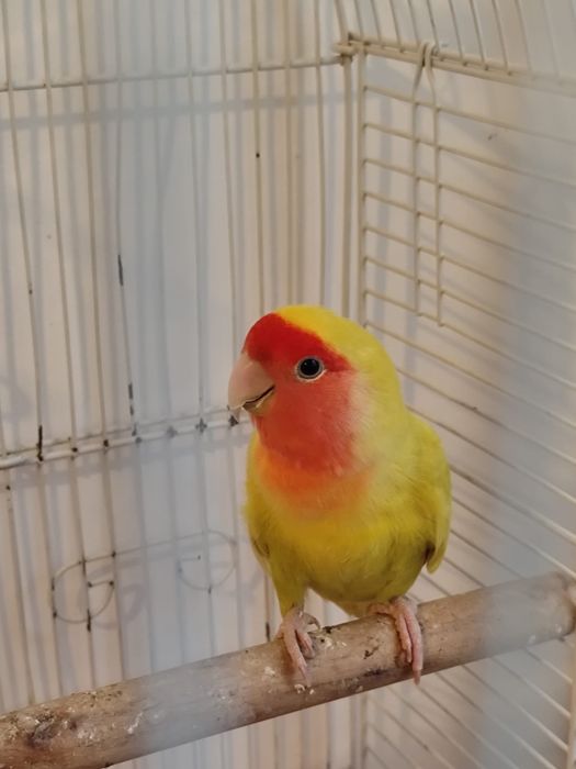 Vand papagal Agapornis