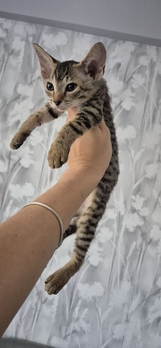 Котята, от родителей сфинксов