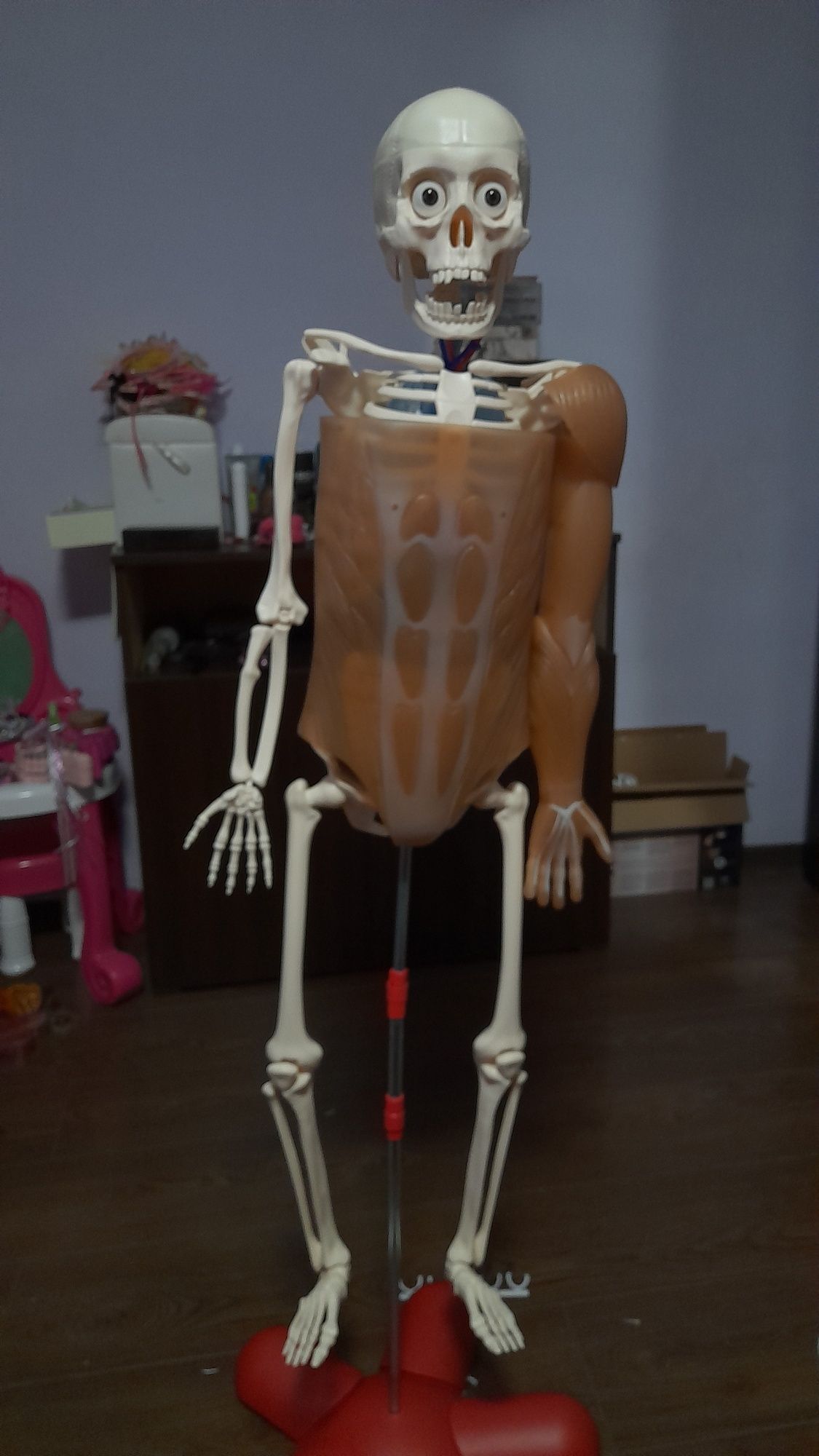 Corpul omenesc pana la nr 45
