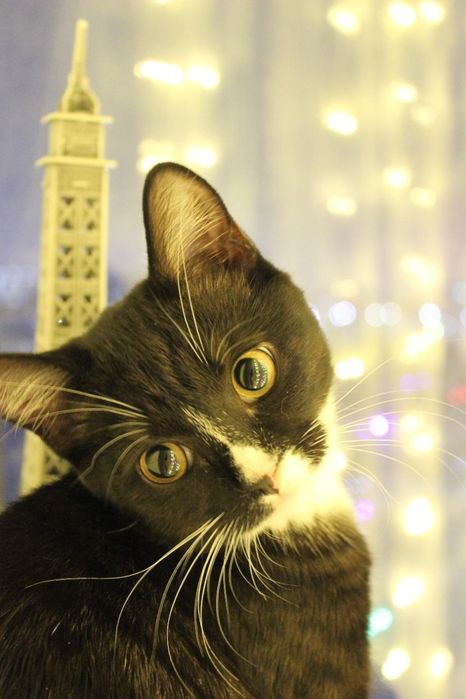 Отдам кошку в добрые руки!