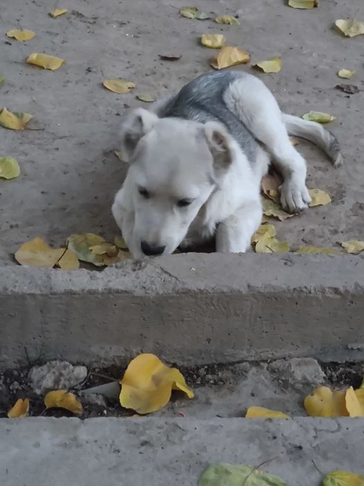 Yaxshi mexribon insonlarga bervoriladi kuchuk bola 3  4 oylik oʻgʻil