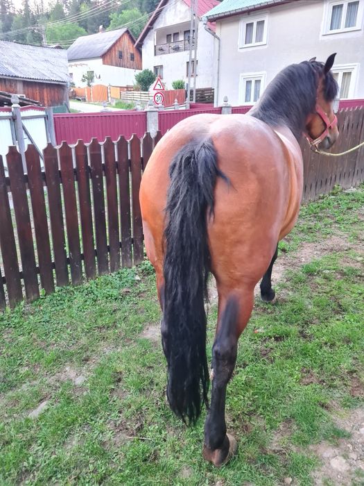 Iapa și mânz de vanzare