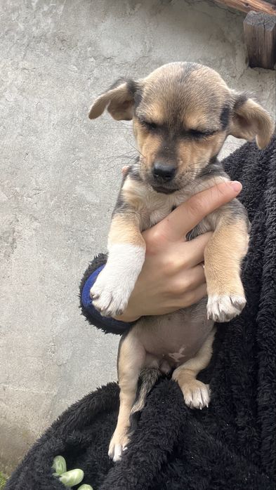 DONEZ catelusa de talie mica