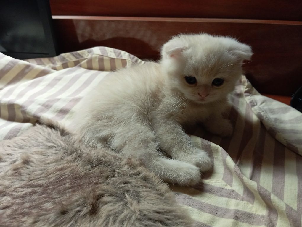 Шотландский вислоухий котенок Однотонный белый