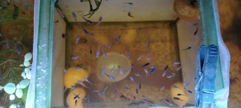 Pești guppy mix de vânzare