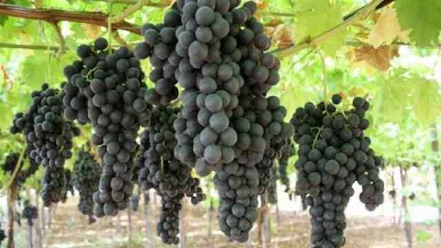 Vita de Vie Nobila (Struguri de Masa)