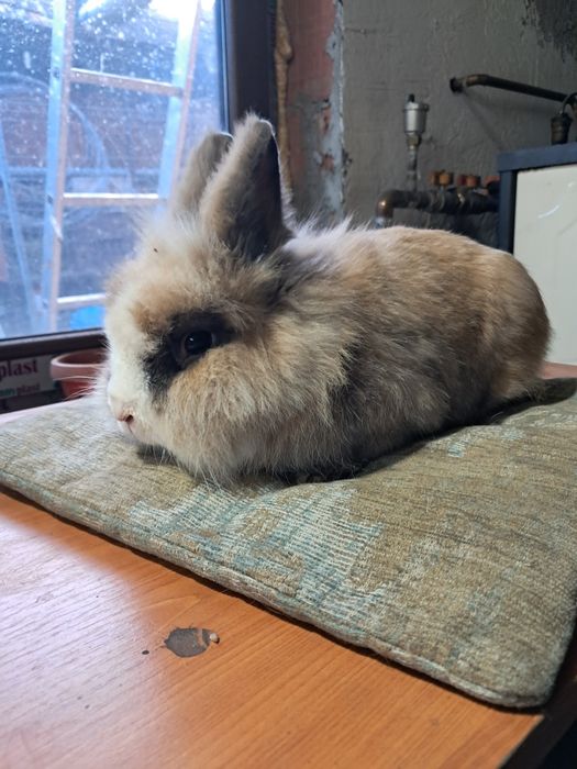 Vand iepure cap de leu