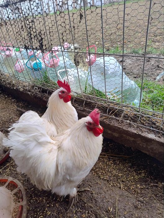 Vând cocoși cochinchina pitic