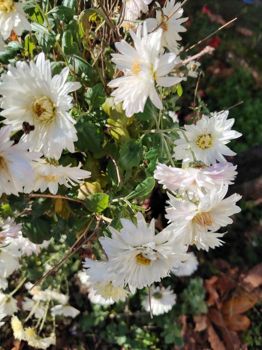 Ирис бял и жълт, хемерокалис,хризантеми