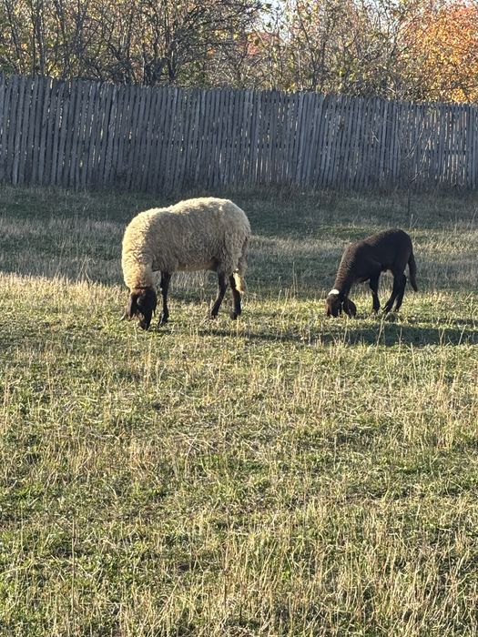 Vând oaie casabasa cu berbecut