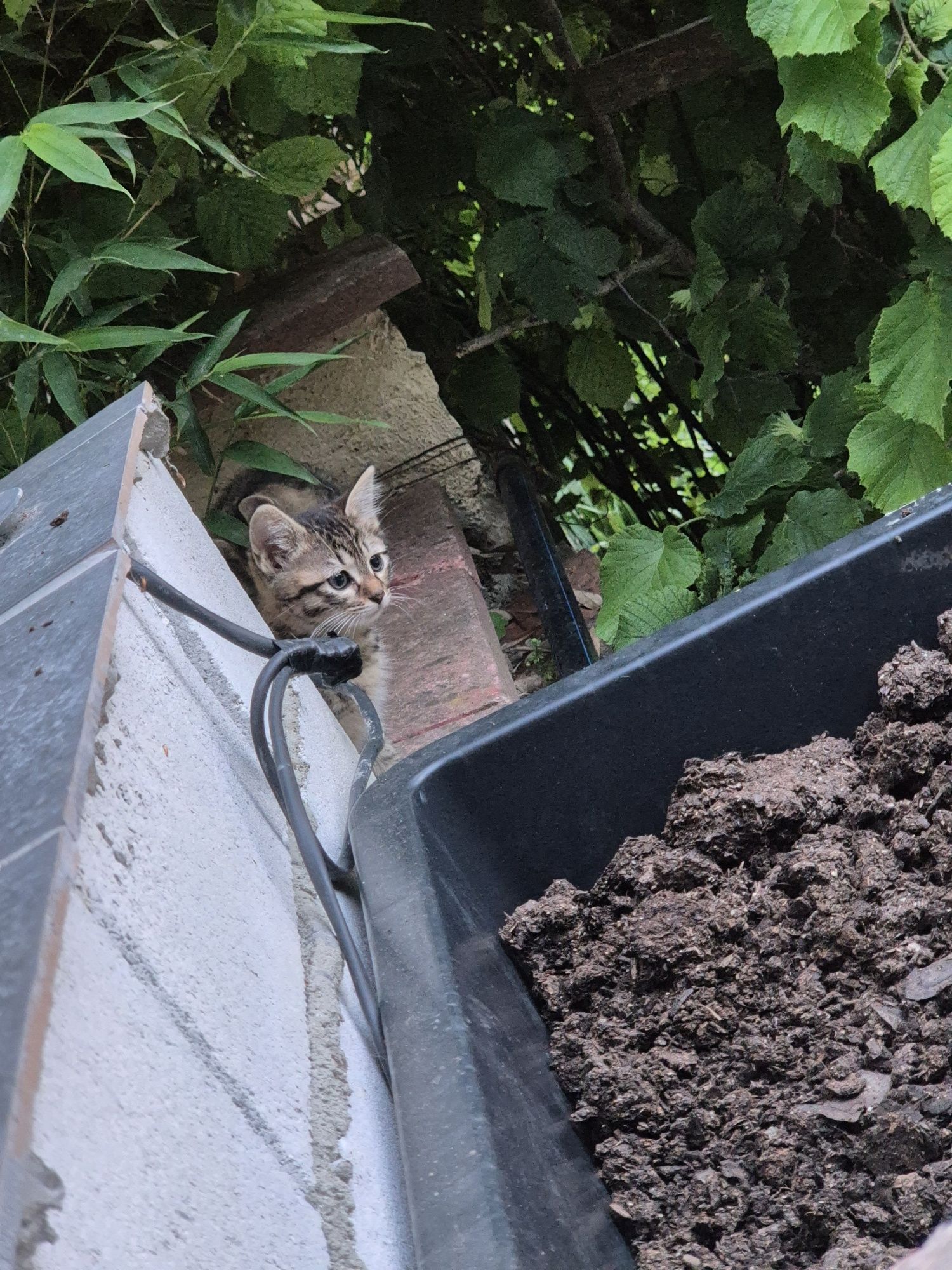 Мъжко коте търси дом