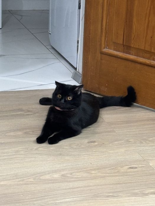 кошка вислоухая