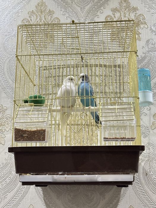 Волныстые попугаи домашные